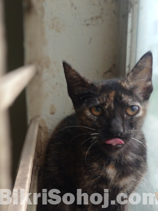 Parisian cat mixed breed